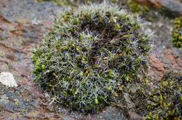 Image of pulvinate dry rock moss