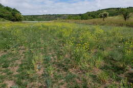 Imagem de Sisymbrium loeselii L.