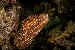 Image of Abbott's moray eel