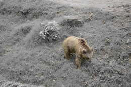 Image of Himalayan brown bear