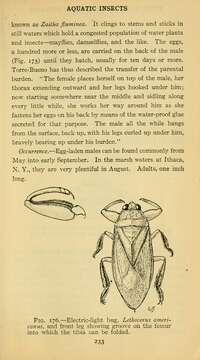 Image of Giant Water Bug