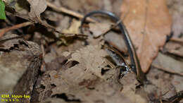 Image of Tsushima Ground Skink