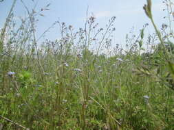 Image of Early Forget-me-not