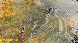 Image of Red-banded Snake