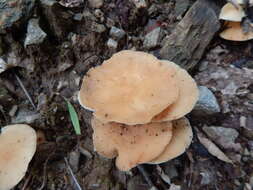 Слика од Clitocybe gibba (Pers.) P. Kumm. 1871