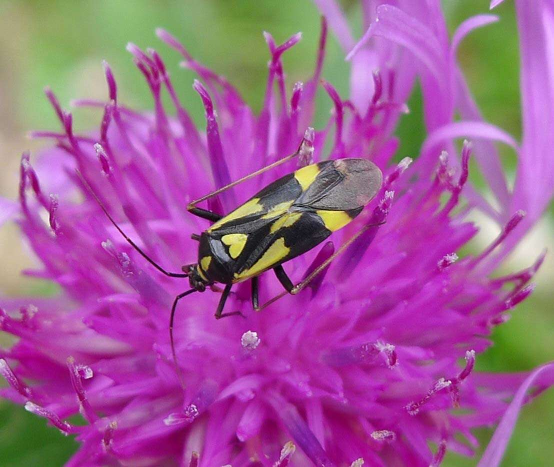 Image of Grypocoris stysi (Wagner 1968)