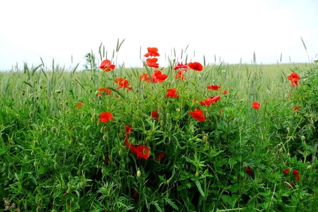 Image of corn poppy