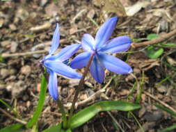 Image of Siberian squill