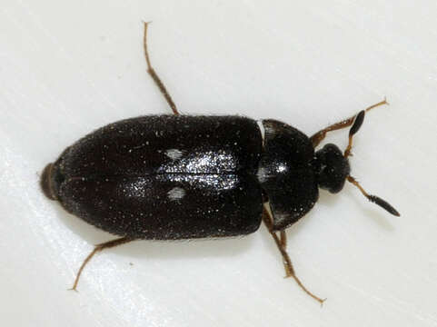 Image of Fur beetle