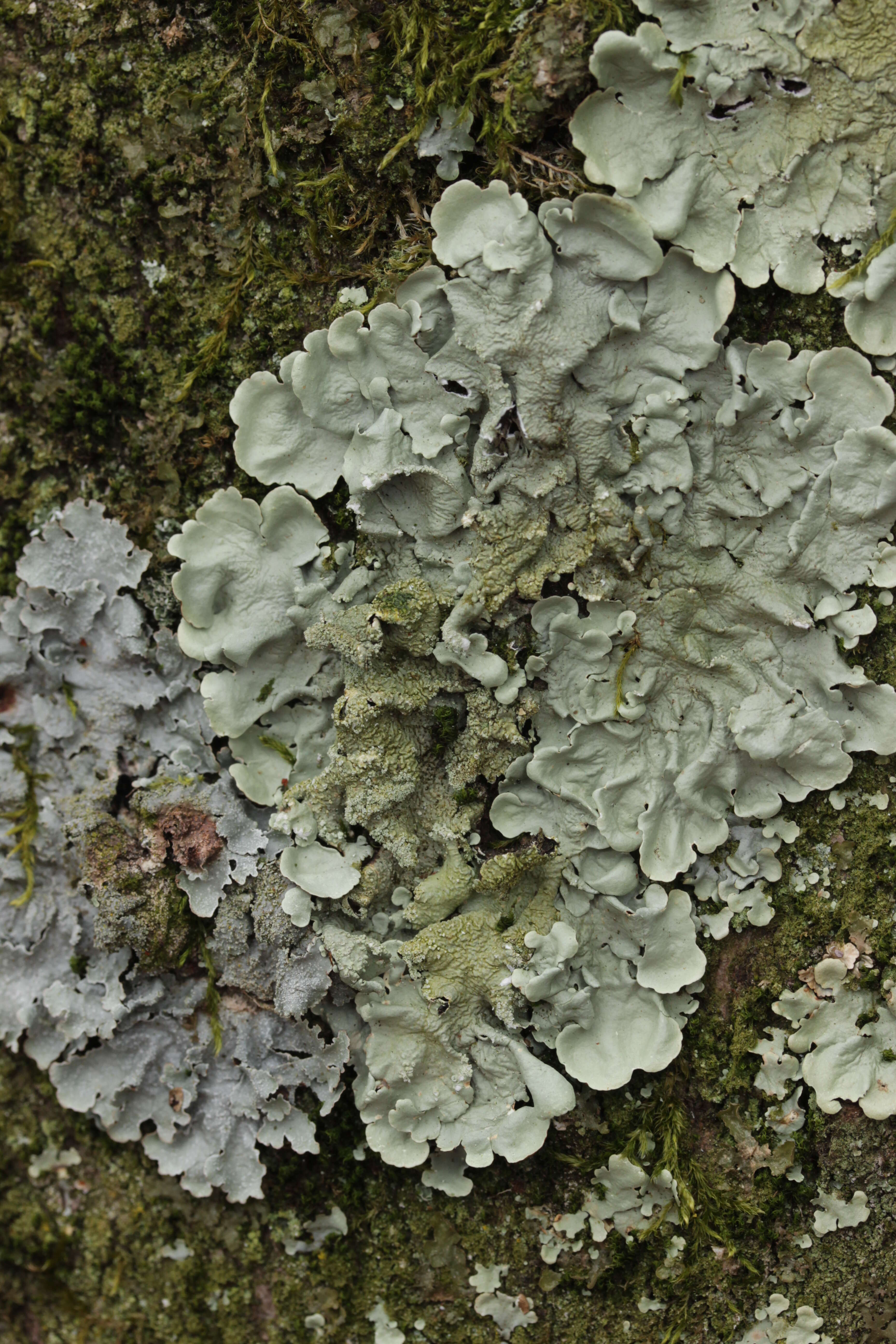 Image of Common greenshield lichen