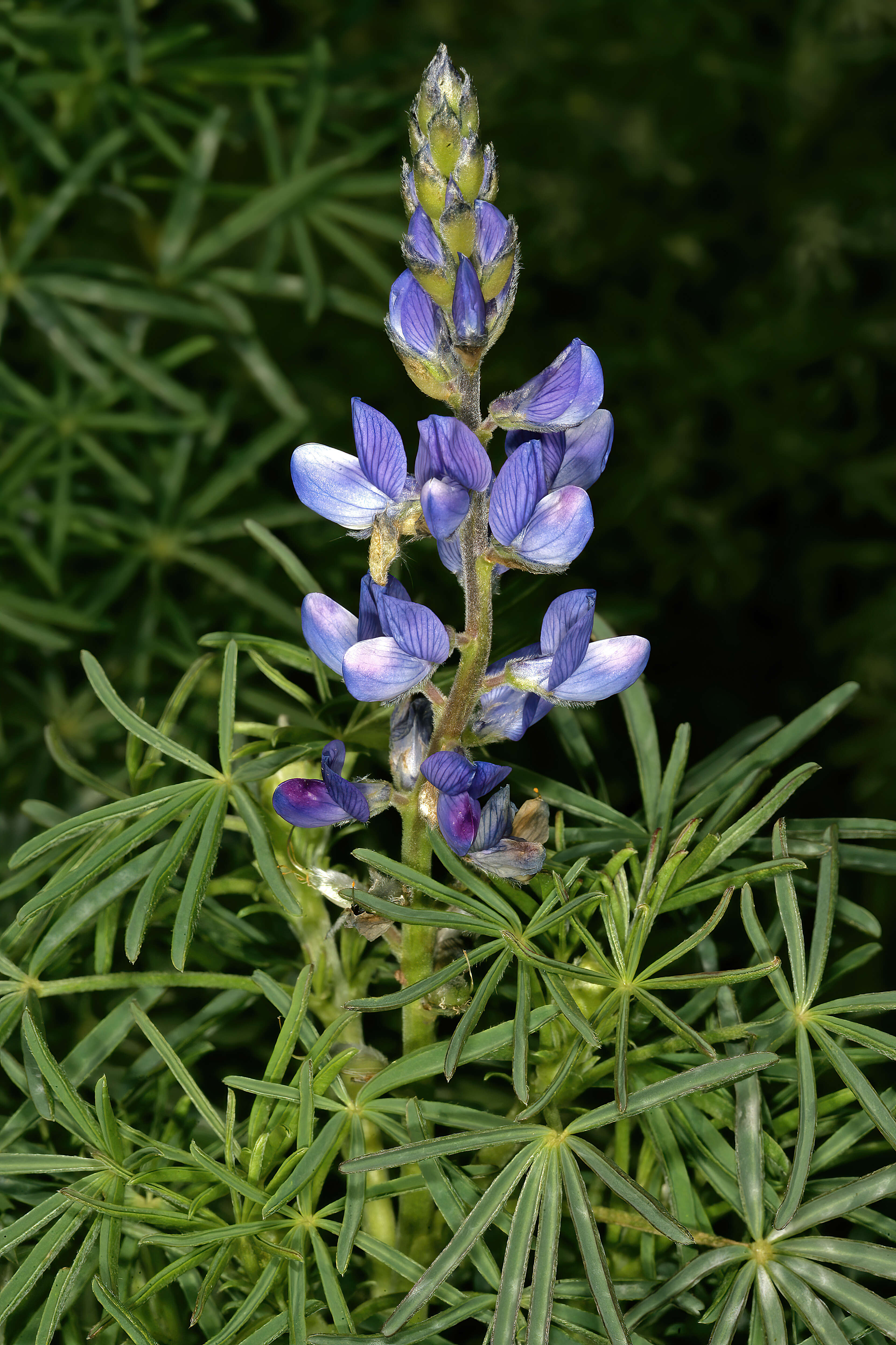 Image of narrowleaf lupine