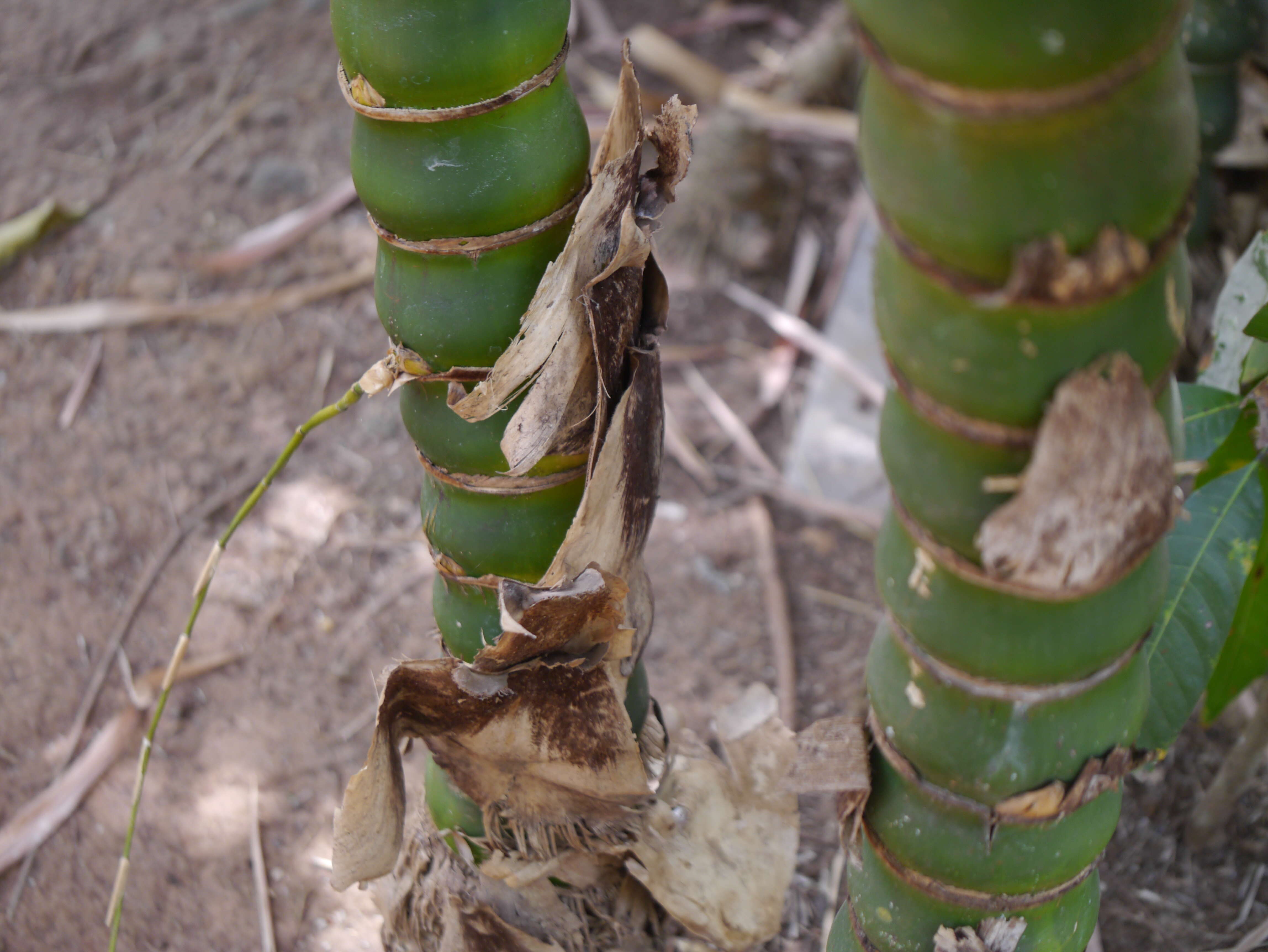 Image of Bambusa ventricosa McClure