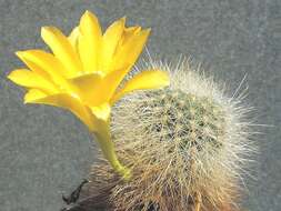 Image of Rebutia minuscula K. Schum.