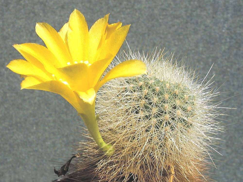 Image of Rebutia minuscula K. Schum.