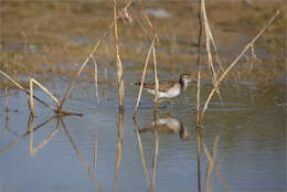 Image of Wood Sandpiper