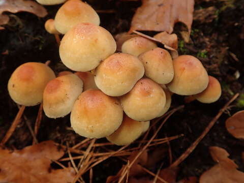 Imagem de Hypholoma fasciculare (Huds.) P. Kumm. 1871