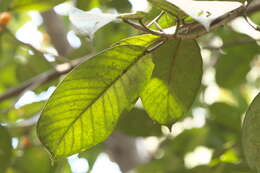 Image of brown-woolly fig