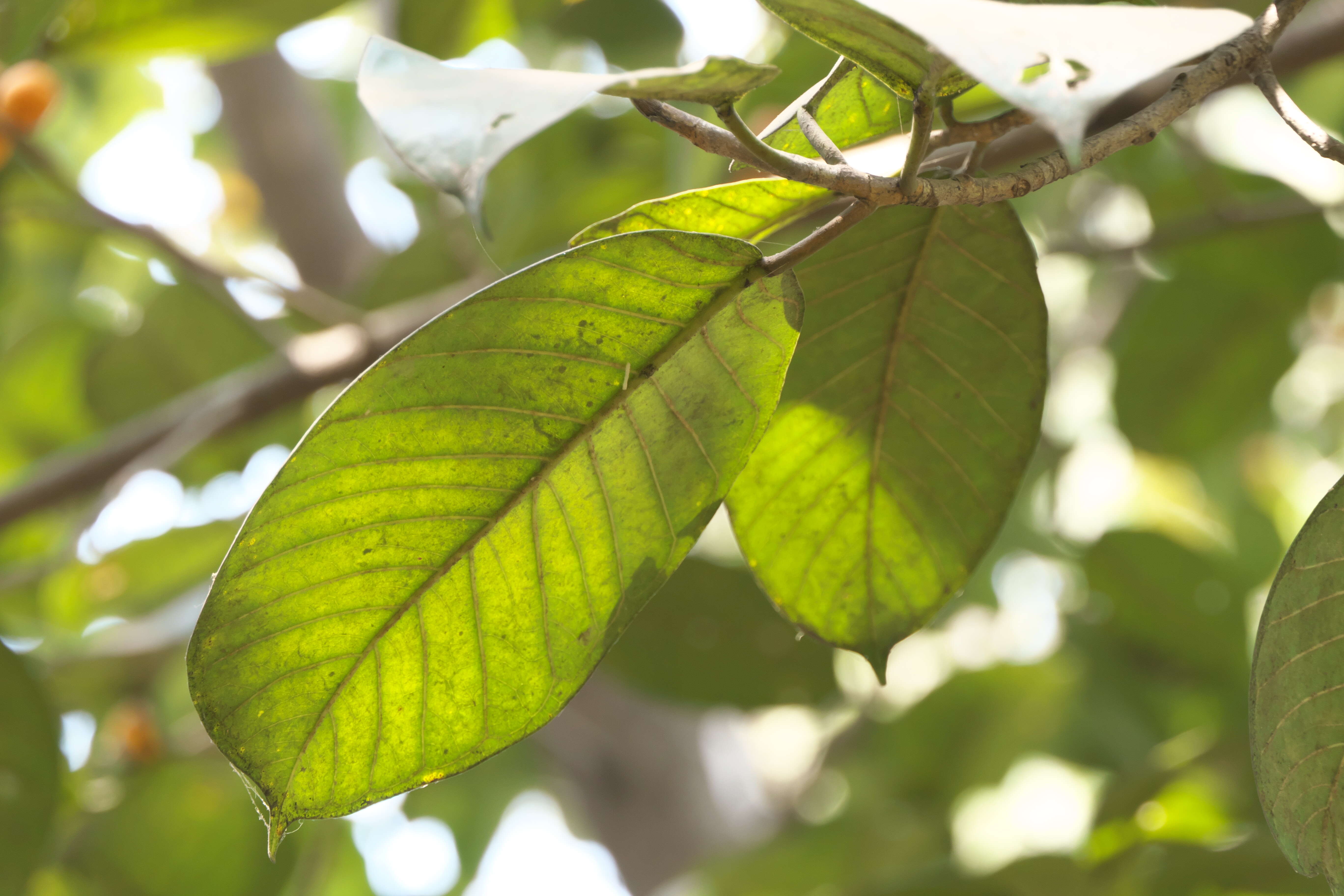 Image of brown-woolly fig