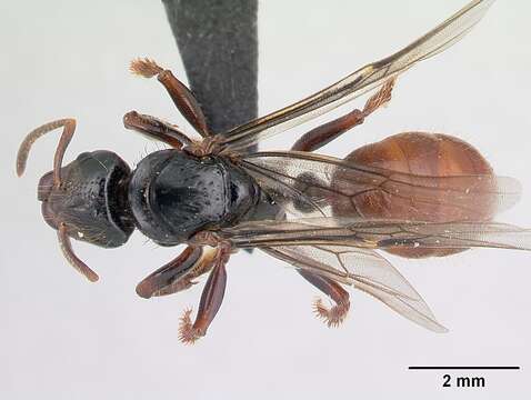 Image of Centromyrmex raptor