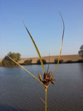 Image of Bolboschoenus planiculmis (F. Schmidt) T. V. Egorova