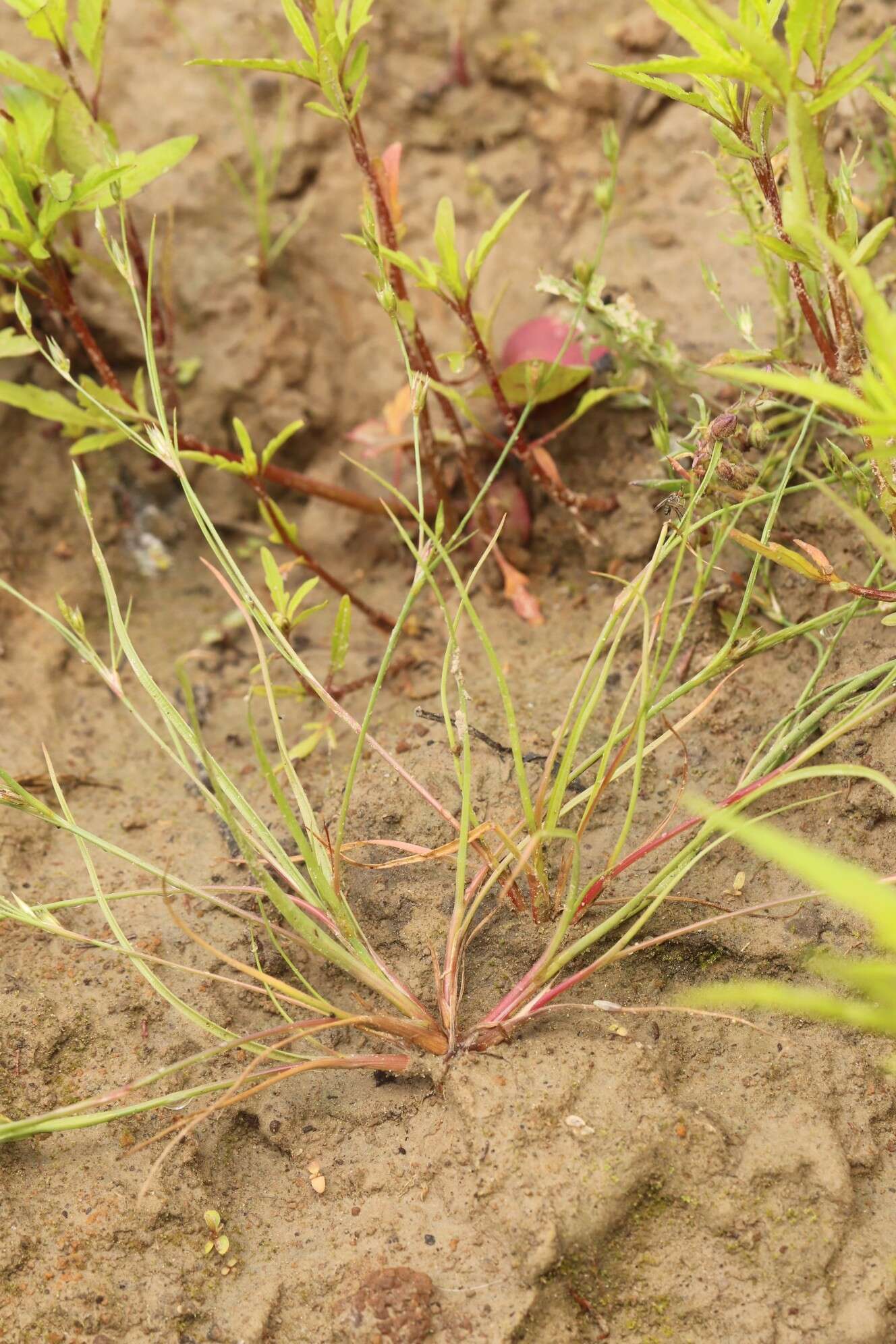 Imagem de Juncus bufonius L.