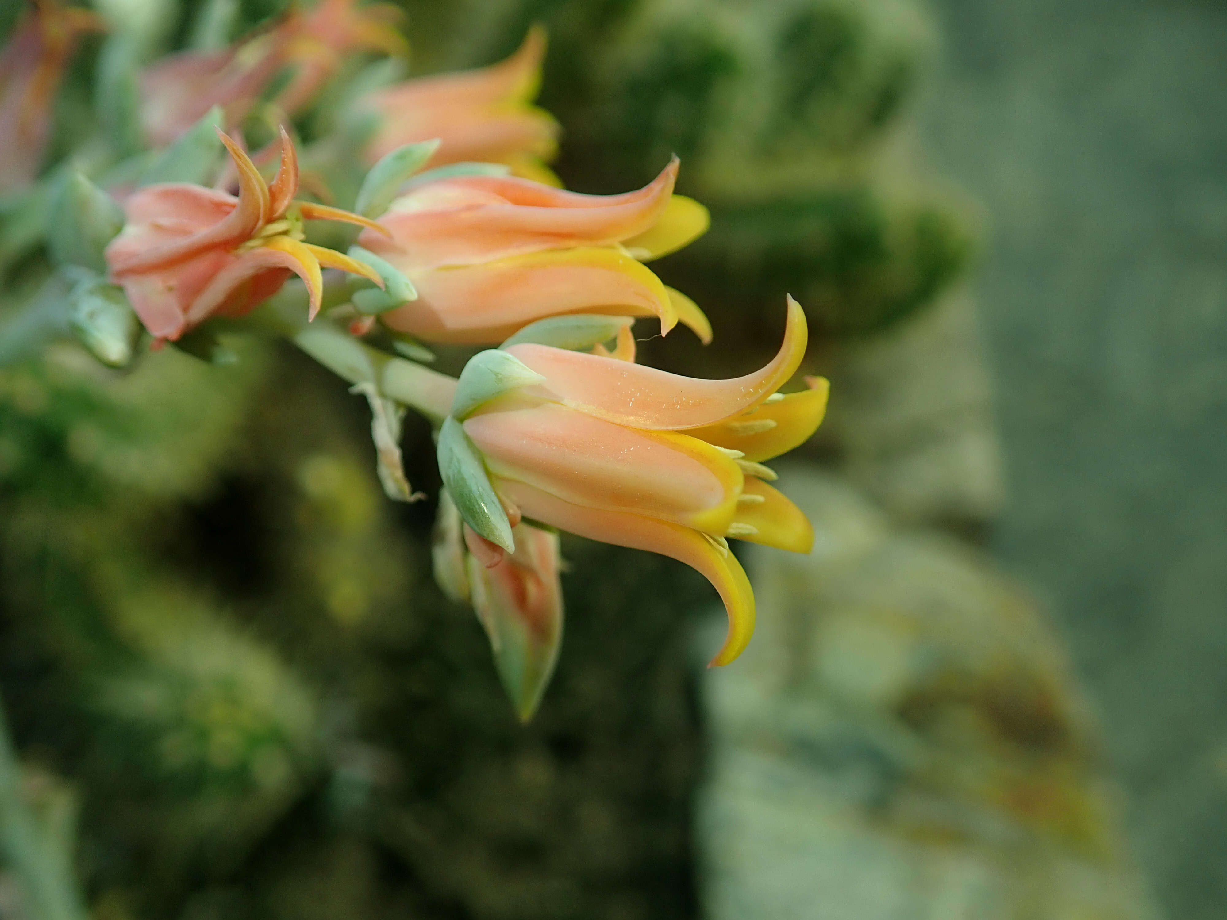 Image of Echeveria runyonii Rose