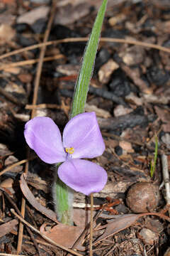 Image of Patersonia babianoides Benth.