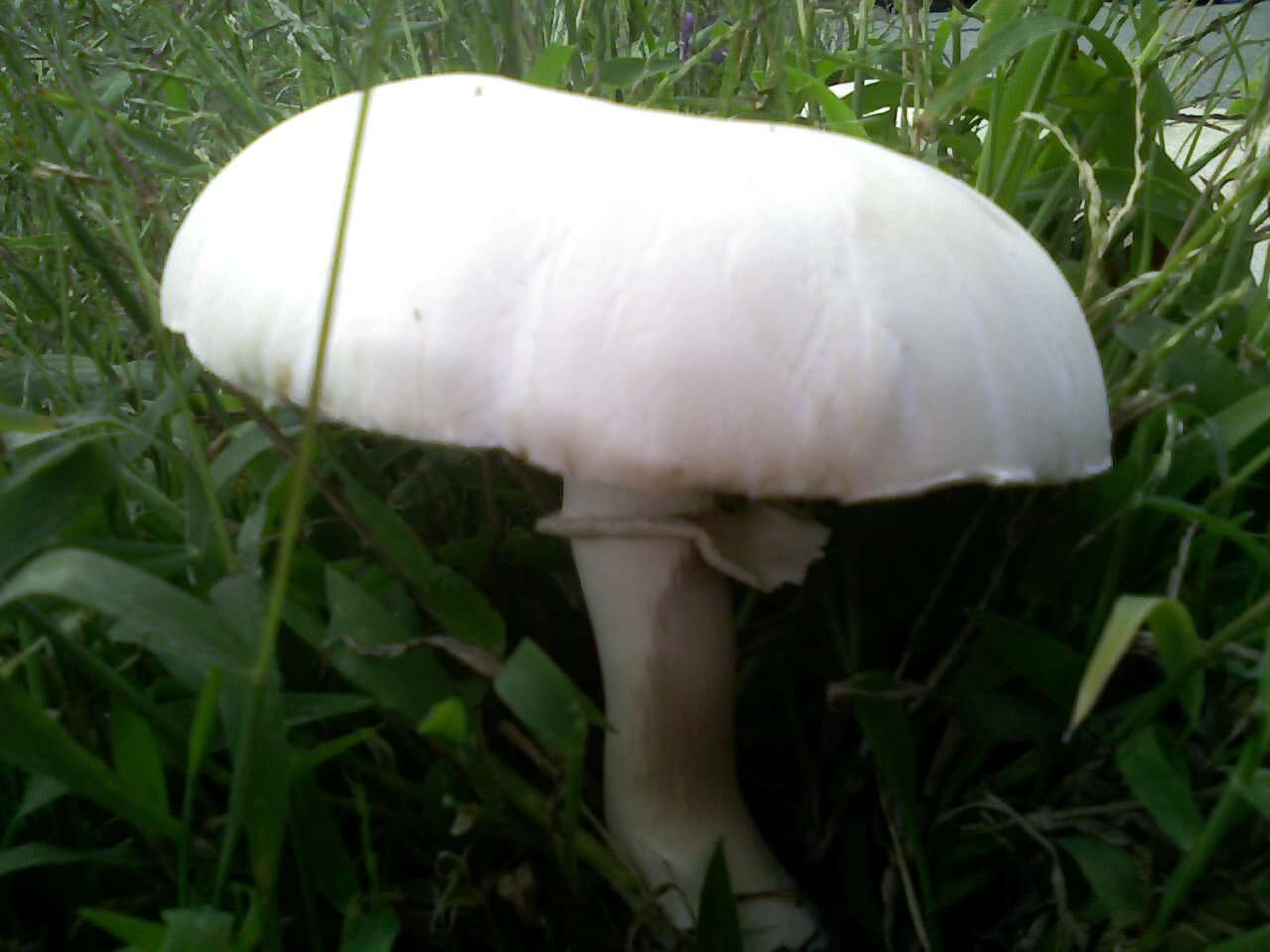 Image of Leucoagaricus leucothites (Vittad.) Wasser 1977