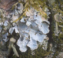 Image of Hammered shield lichen