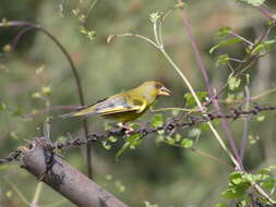 Image of Chloris Cuvier 1800