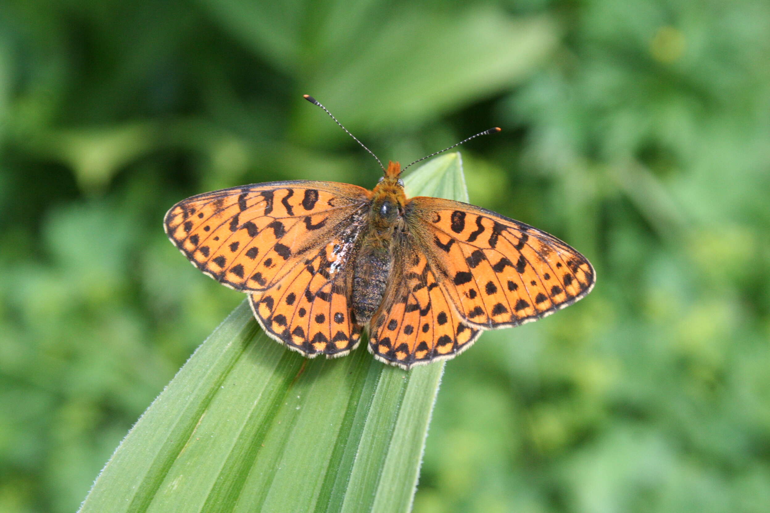 Plancia ëd Boloria euphrosyne