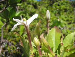 Imagem de Scaevola chamissoniana Gaud.