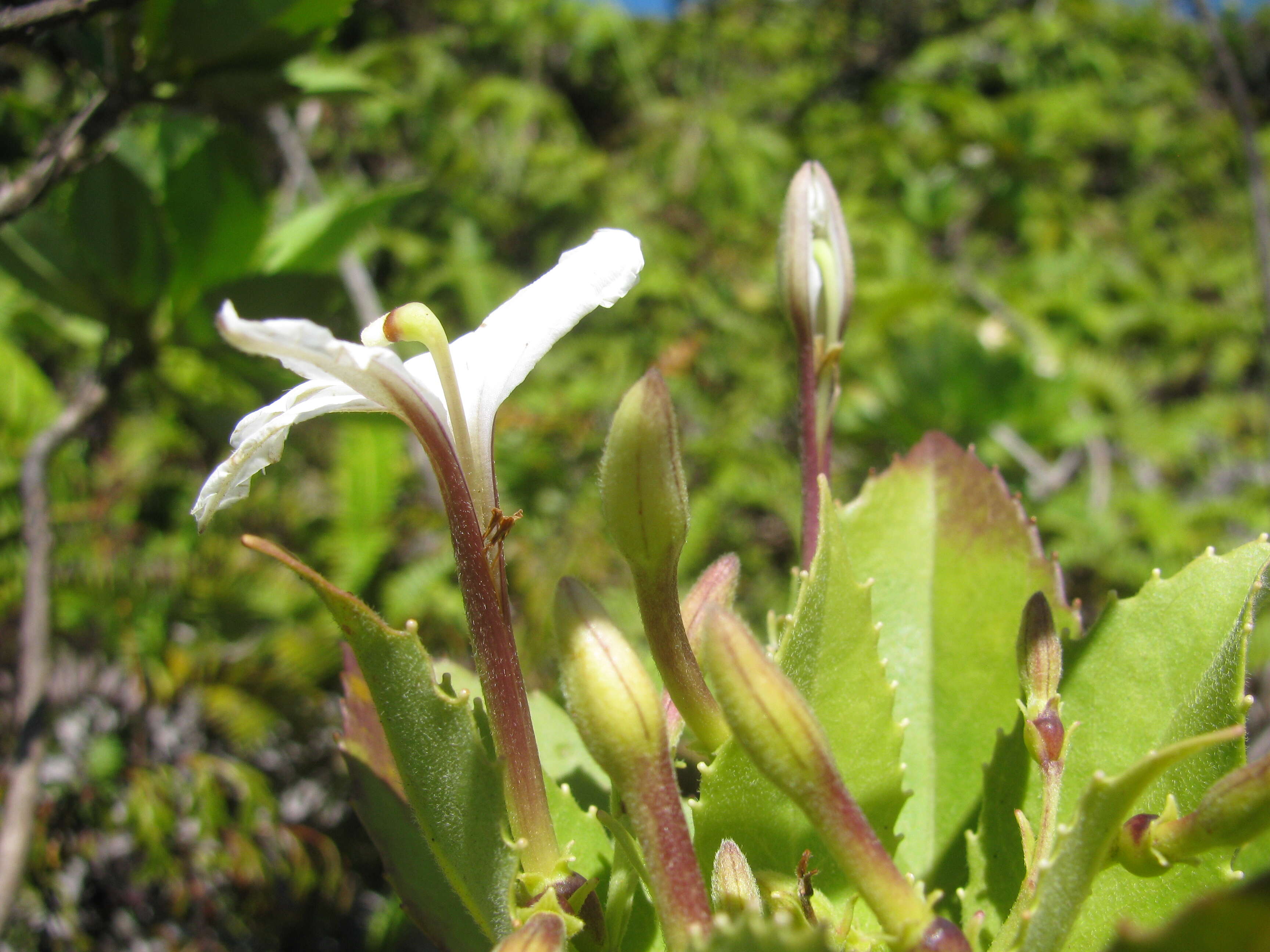 Imagem de Scaevola chamissoniana Gaud.