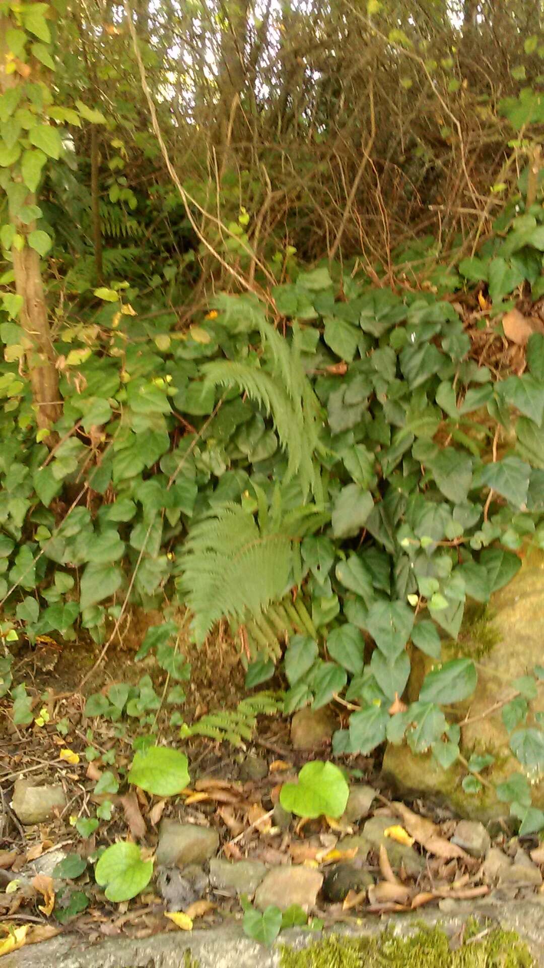 Image of Soft Shield Fern