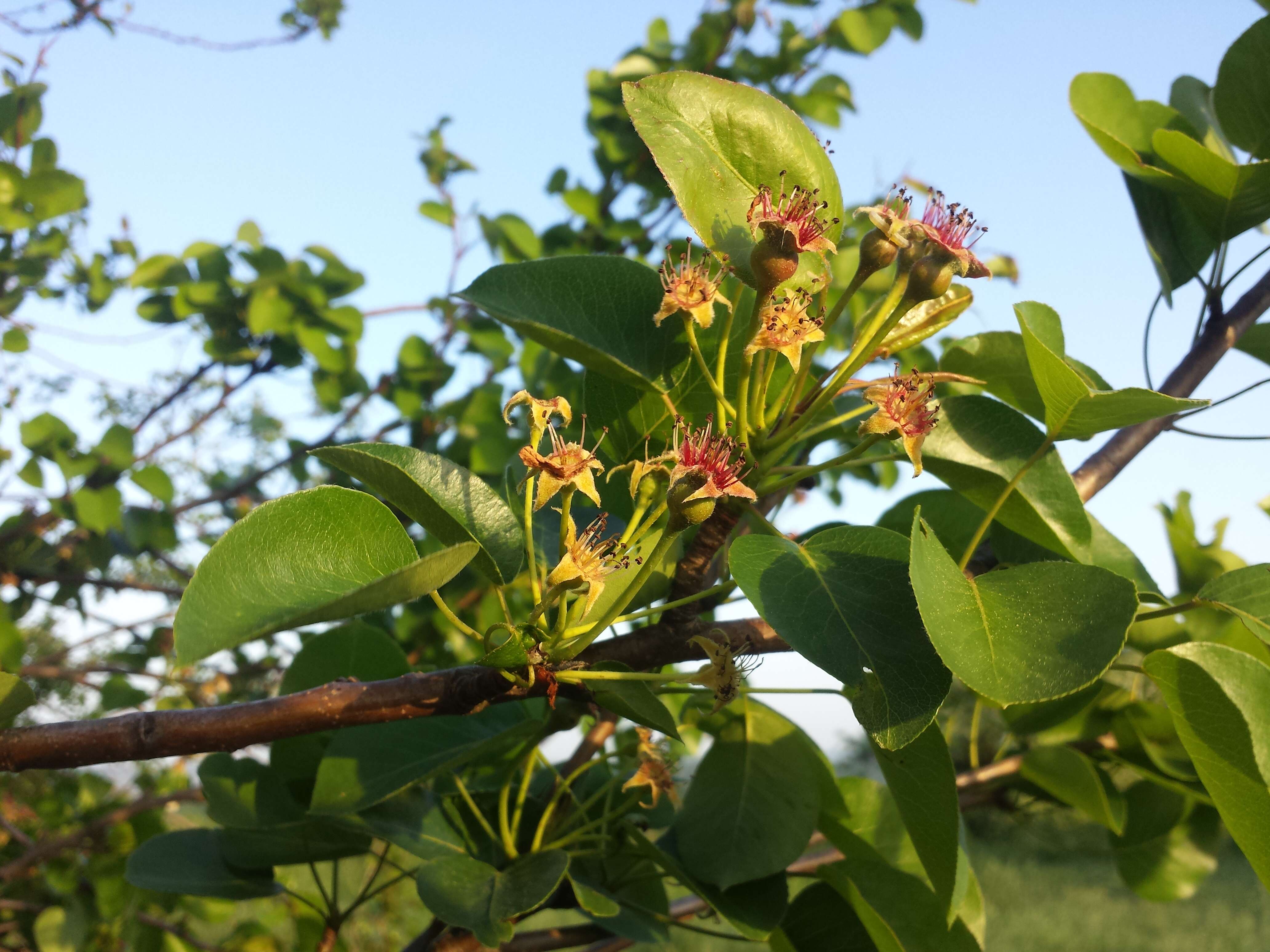 Plancia ëd Pyrus communis subsp. pyraster (L.) Ehrh.