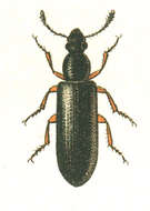 Image of conifer bark beetles