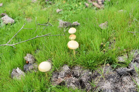 Image of Psilocybe cubensis (Earle) Singer 1948