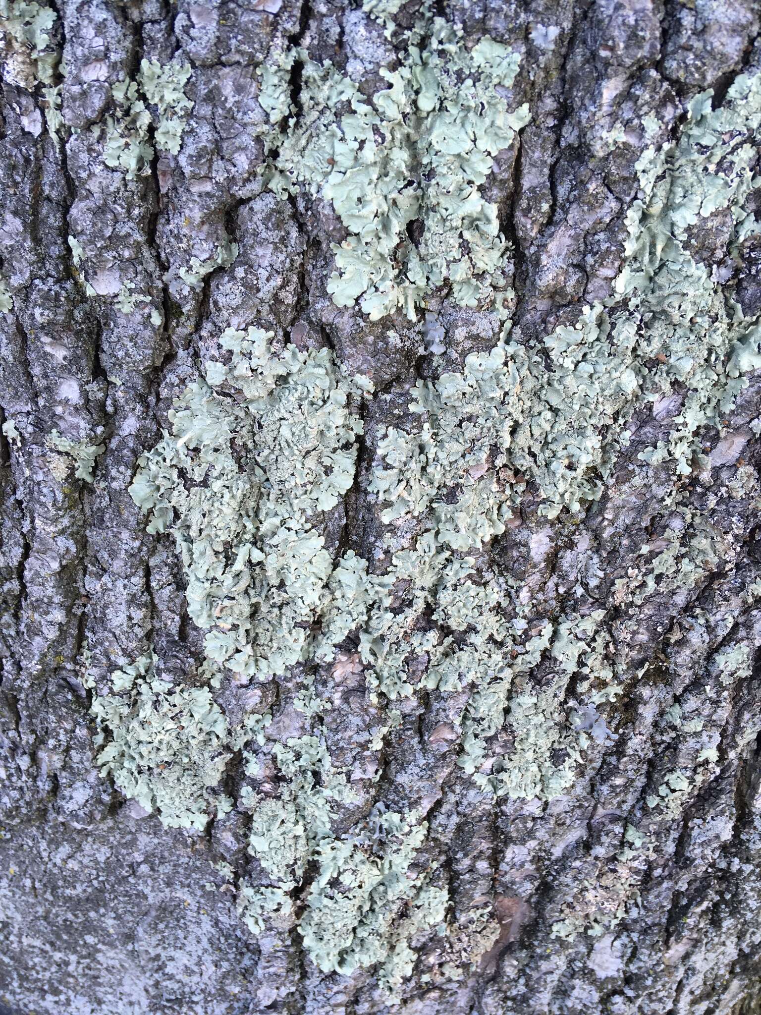 Image of Common greenshield lichen