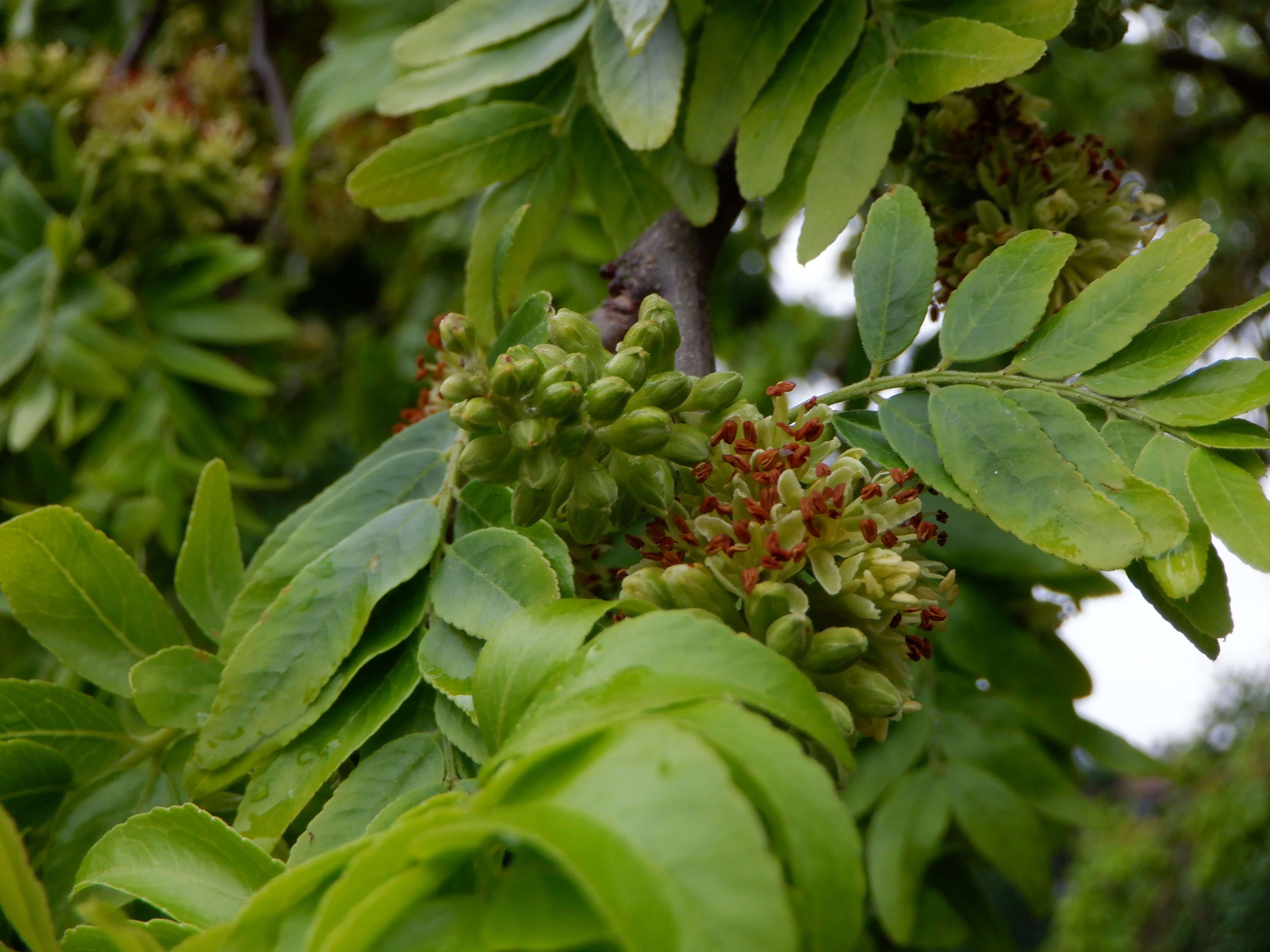 Plancia ëd Gleditsia triacanthos L.