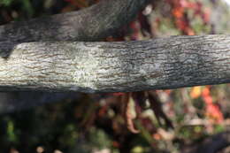صورة Neoshirakia japonica (Siebold & Zucc.) Esser