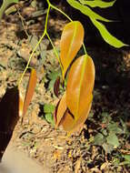 Image of Prioria pinnata