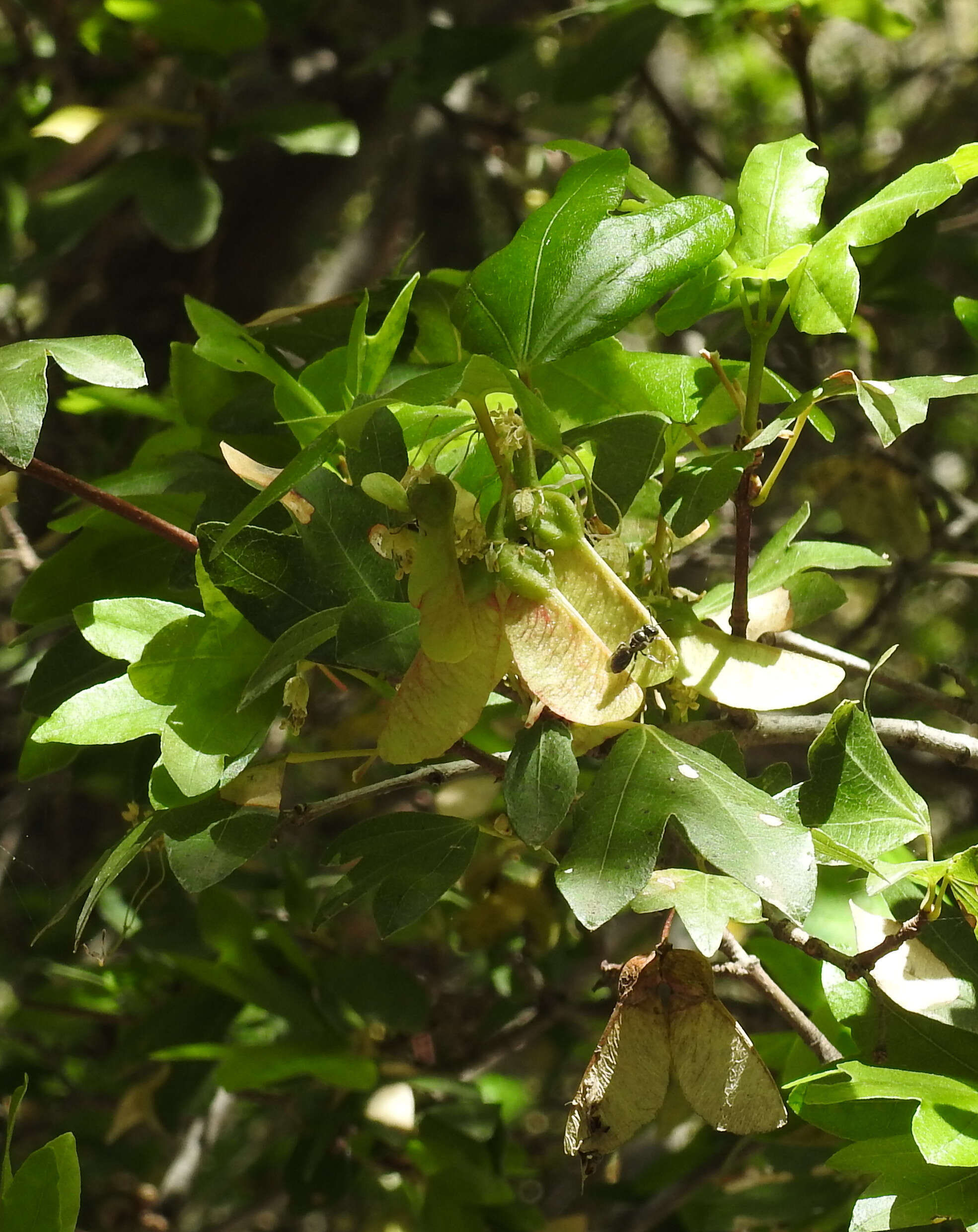 Image of Cretan maple