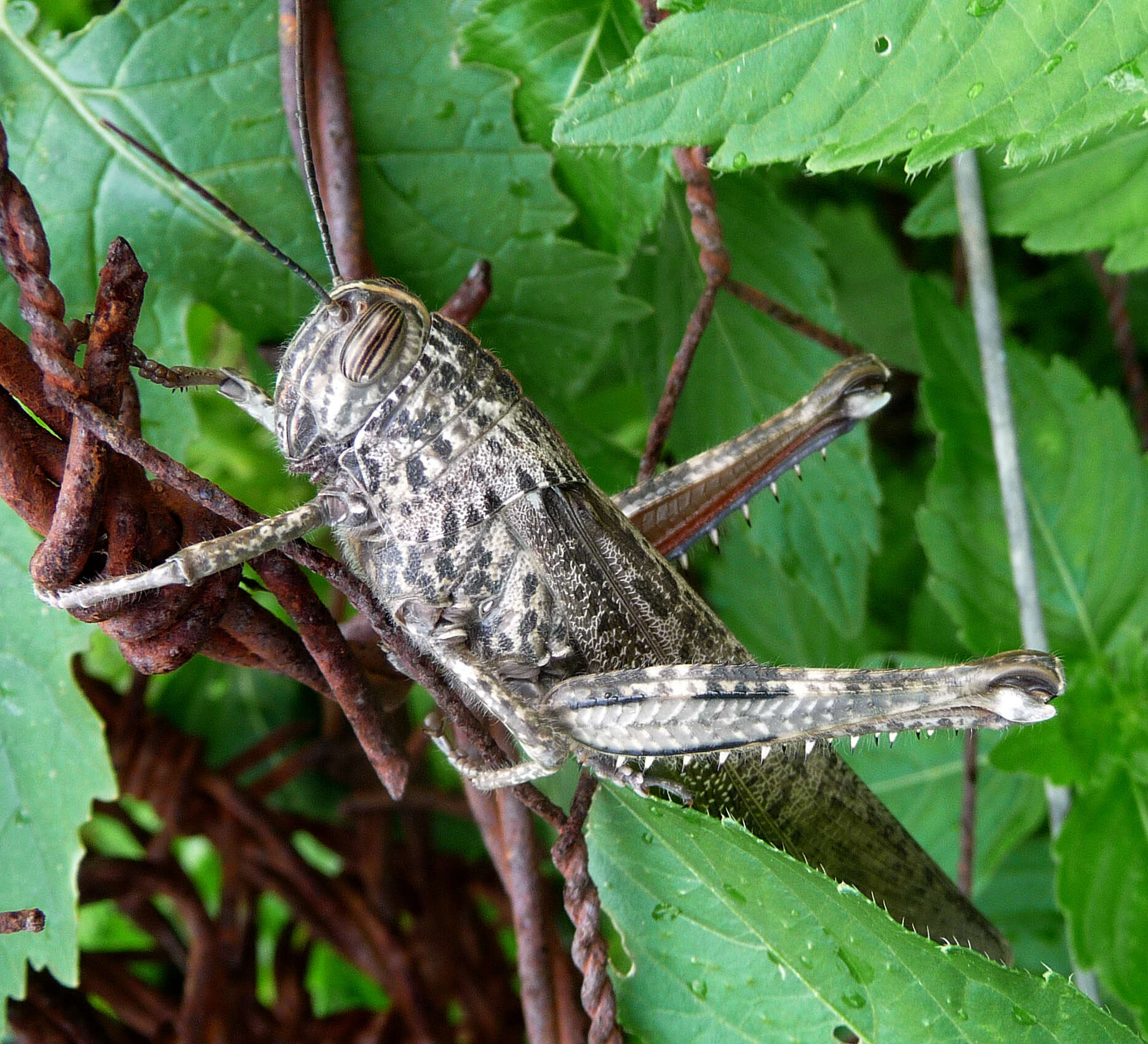 Image of Calliptamus barbarus (Costa & O. G. 1836)