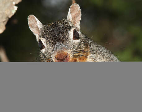 Image of Arizona Gray Squirrel