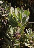 Plancia ëd Leucospermum winteri J. P. Rourke