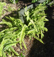 Image of sword ferns