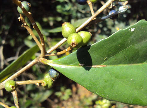 Image of Symplocos cochinchinensis (Lour.) Moore