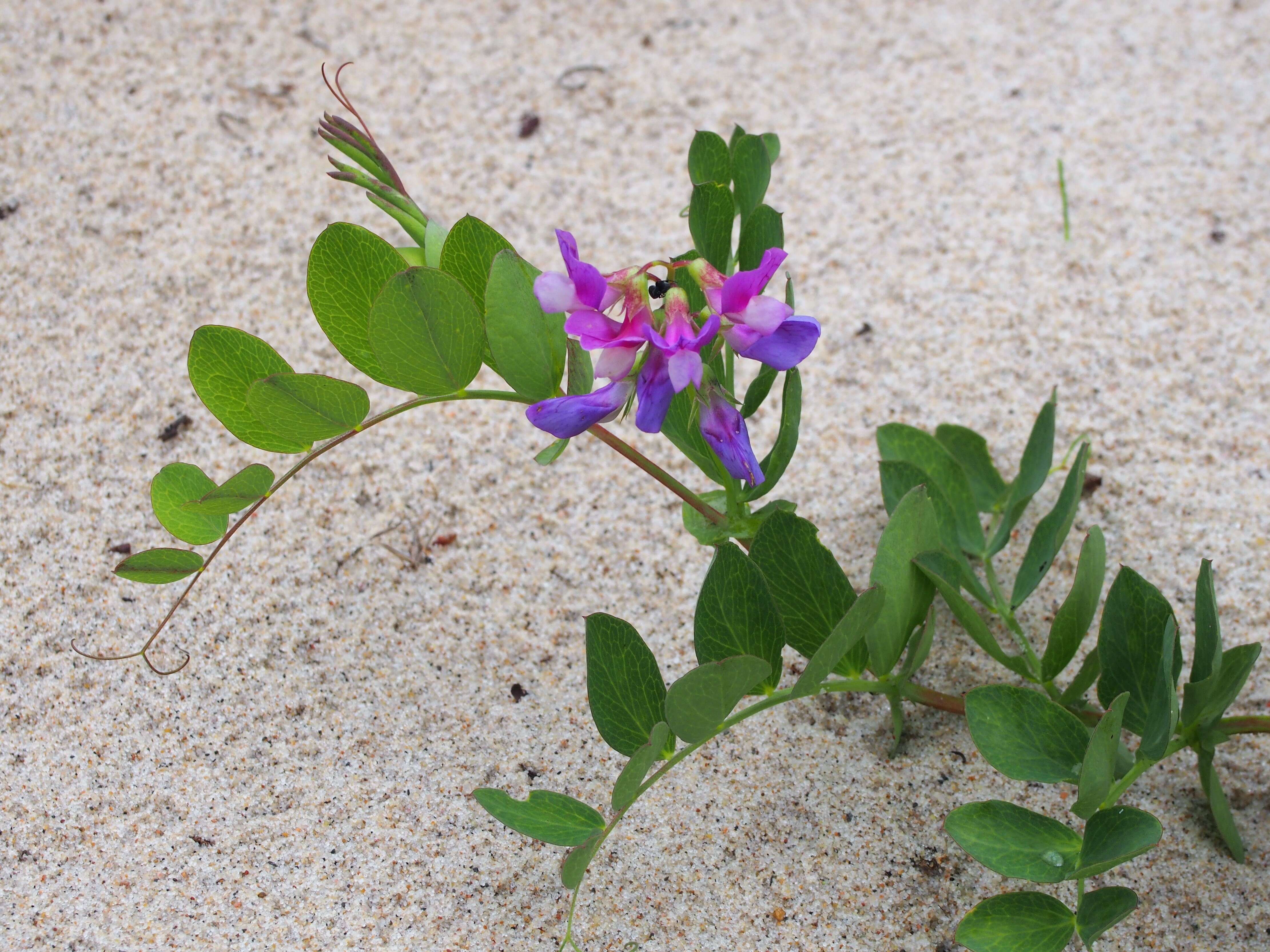 Image of beach pea