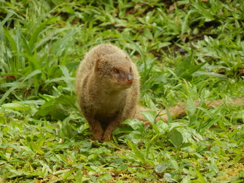 Image of Gold-speckled mongoose