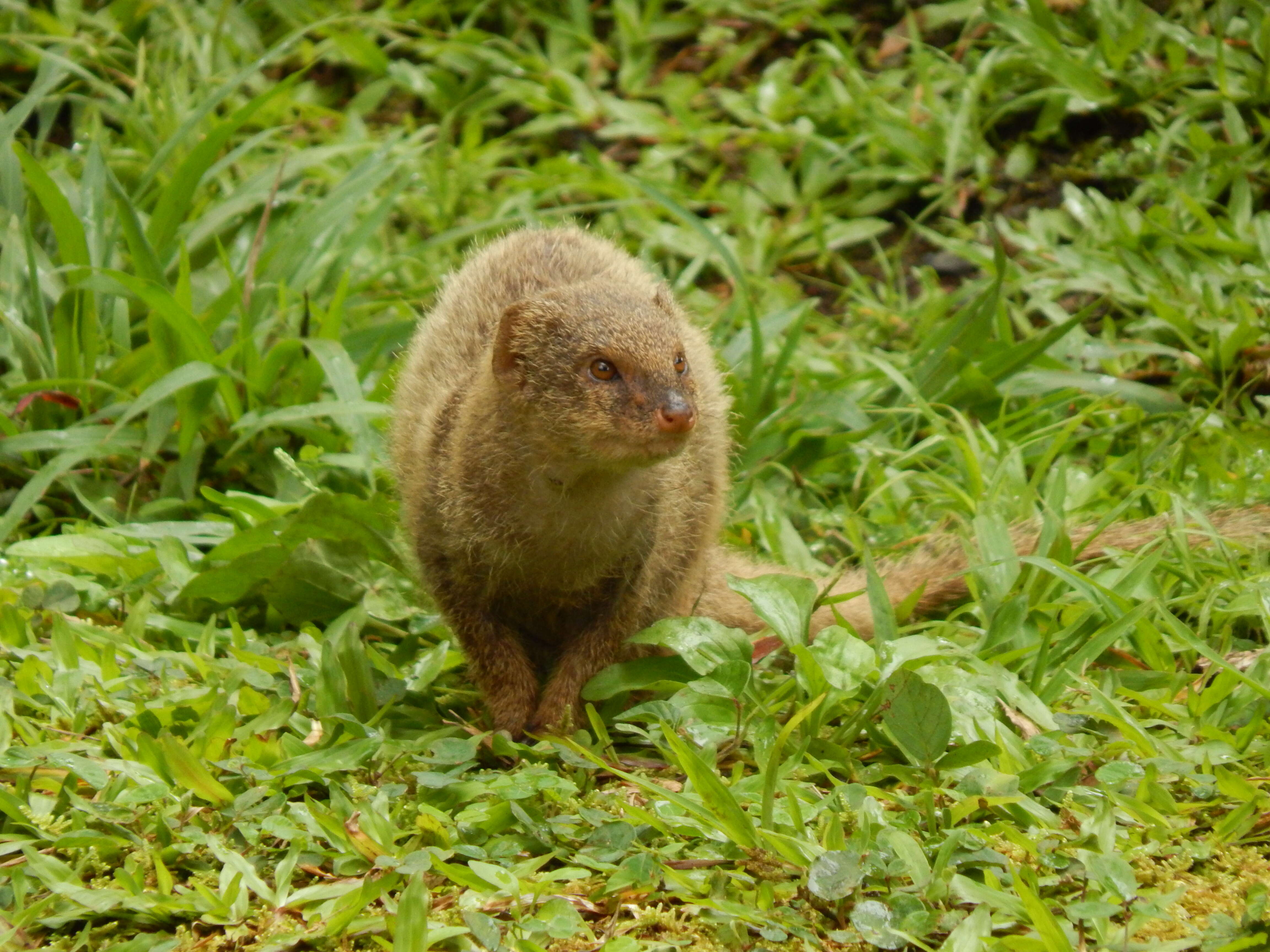 Image of Gold-speckled mongoose
